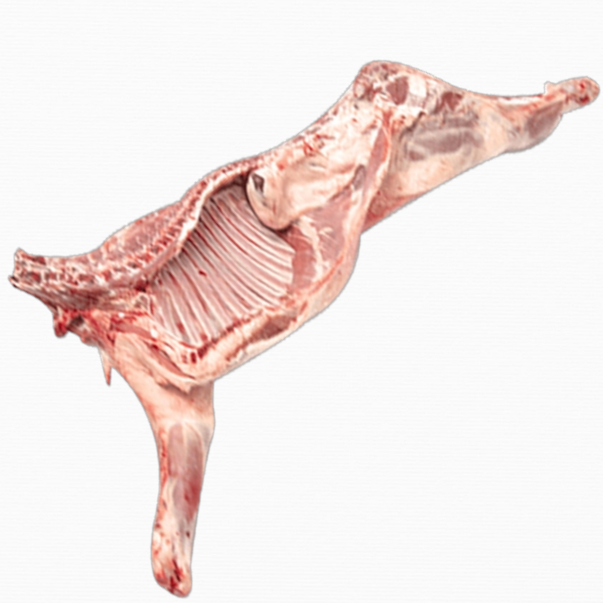 Brebis halal (entière ou moitié)